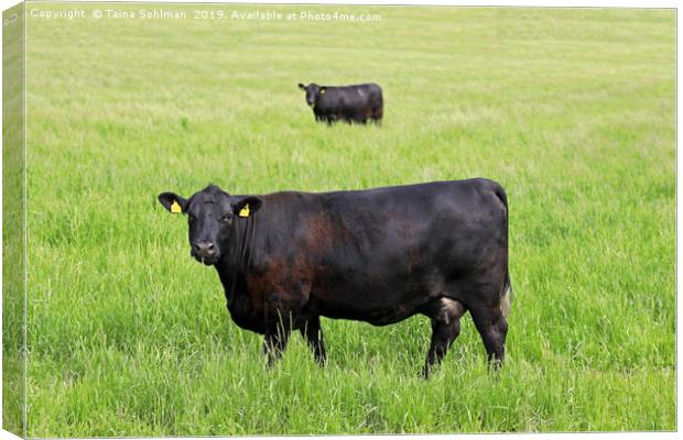 Two Black Cows Mirror Image Canvas Print by Taina Sohlman