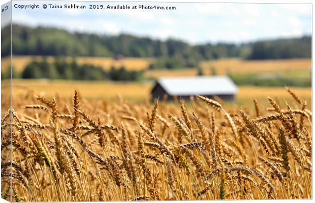 Ripening Wheat in August Canvas Print by Taina Sohlman