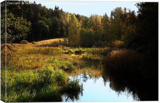 Small River in Autumn Sunlight Canvas Print by Taina Sohlman