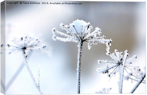 Hoarfrost in Winter  Canvas Print by Taina Sohlman