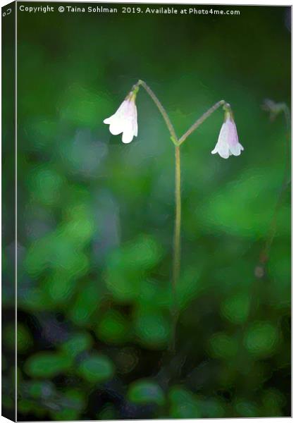 Linnaea borealis (Twinflower) Digital art.  Canvas Print by Taina Sohlman