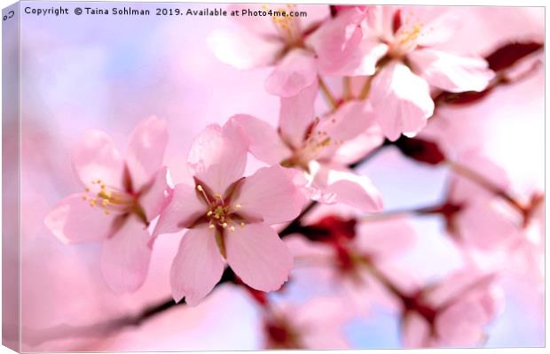 Pink Cherry Blossoms Watercolour Canvas Print by Taina Sohlman