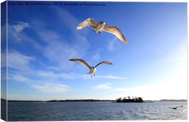 Seagulls Following Ferry Canvas Print by Taina Sohlman