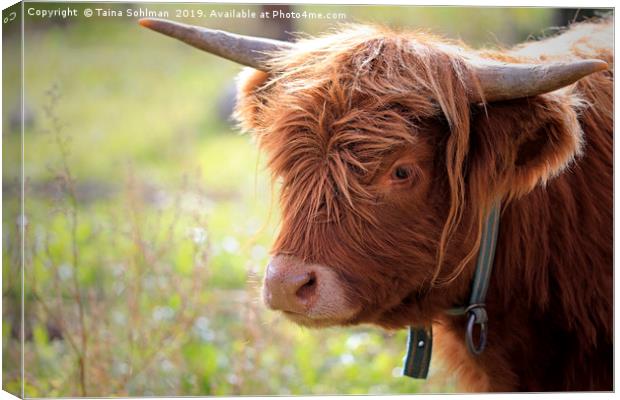 Young Highland Bull Close Up Canvas Print by Taina Sohlman