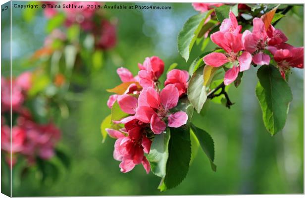 Pink Flowers of Ornamental Grab Apple Canvas Print by Taina Sohlman