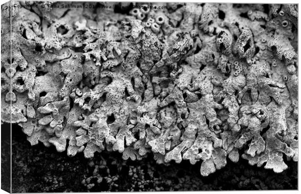 Abstract of Arctoparmelia centrifuga lichen Canvas Print by Taina Sohlman