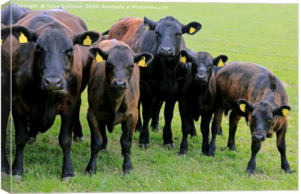 We are Curious - Cattle Looking into Camera Canvas Print by Taina Sohlman