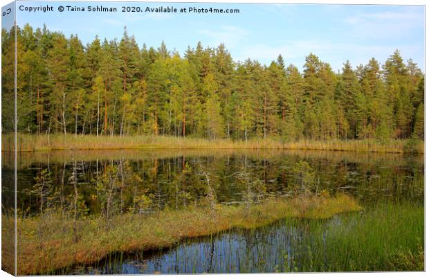 Small Marshland Lake in Early Autumn Canvas Print by Taina Sohlman