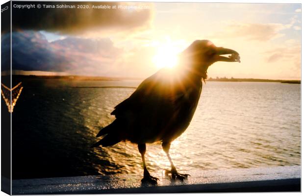 Mystic Hooded Crow at Sunrise  Canvas Print by Taina Sohlman