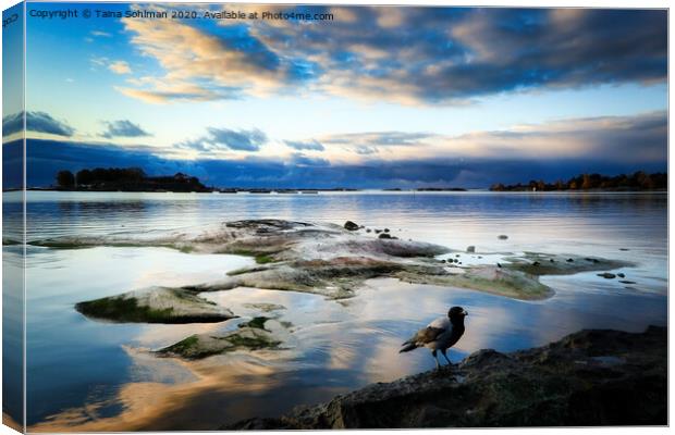Seafront Cloudscape with  Hooded Crow Canvas Print by Taina Sohlman