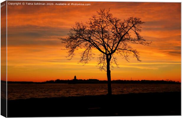 Seaside Tree at Winter Twilight Canvas Print by Taina Sohlman