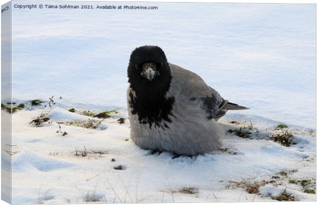 Young Hooded Crow Fluffing up Feathers in Snow Canvas Print by Taina Sohlman