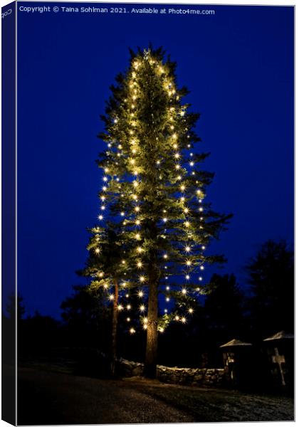 Illuminated Christmas Tree at Blue Hour Canvas Print by Taina Sohlman