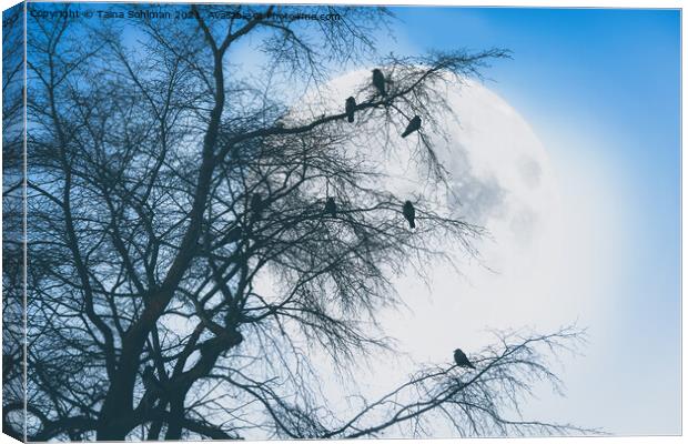Crows against Full Moon Canvas Print by Taina Sohlman