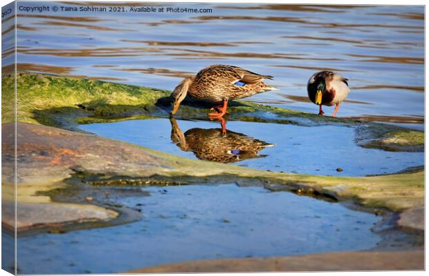 Two Mallards With Reflection Canvas Print by Taina Sohlman