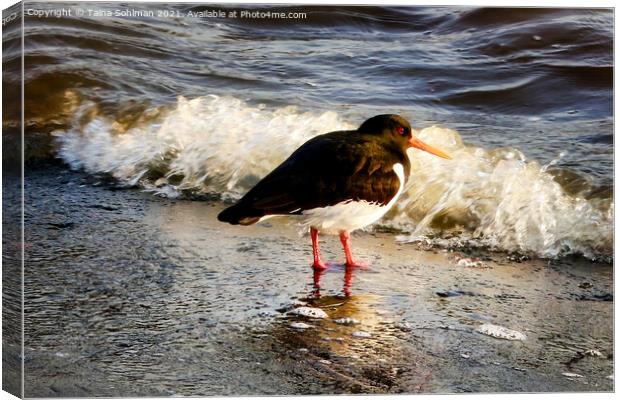 Haematopus ostralegus, Eurasian oystercatcher Canvas Print by Taina Sohlman