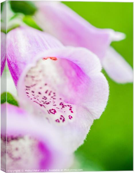 Close up of purple foxglove flower (digitalis purpurea Canvas Print by Mehul Patel