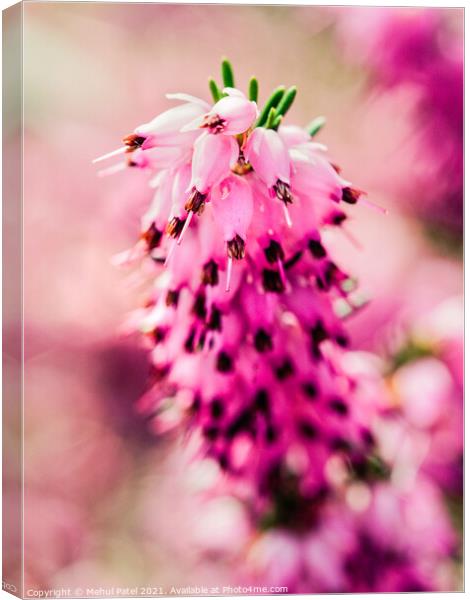 Close up of pink flowers on heather Erica × darleyensis Canvas Print by Mehul Patel