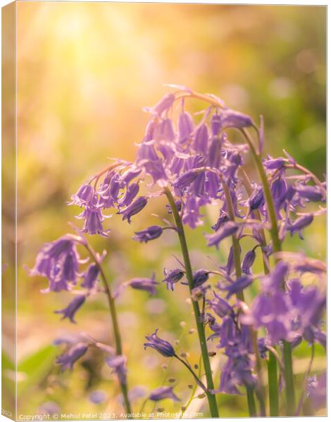 Cluster of Bluebell flowers in spring with warm gl Canvas Print by Mehul Patel
