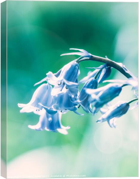 Close up of Bluebell flowers in spring with lens f Canvas Print by Mehul Patel