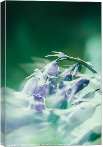 Bluebell flowers in spring Canvas Print by Mehul Patel