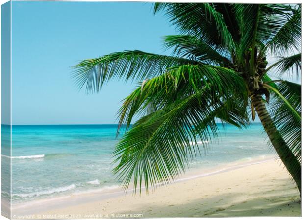 Leaning Palm tree Canvas Print by Mehul Patel