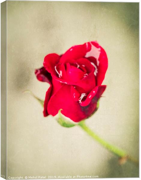 Small red rose with water droplets Canvas Print by Mehul Patel