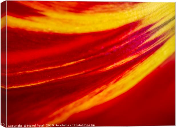 Abstract image of colourful tulip petal close up  Canvas Print by Mehul Patel