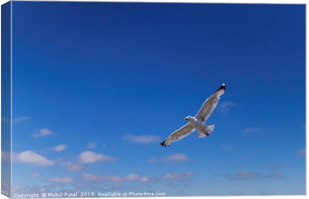 Seagull flying with wings outstretched  Canvas Print by Mehul Patel