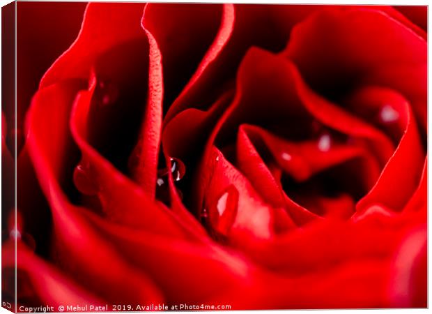 Close up of red rose with water droplets Canvas Print by Mehul Patel