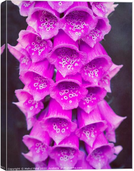 Close up of pink foxglove (digitalis purpurea) flowers in garden Canvas Print by Mehul Patel