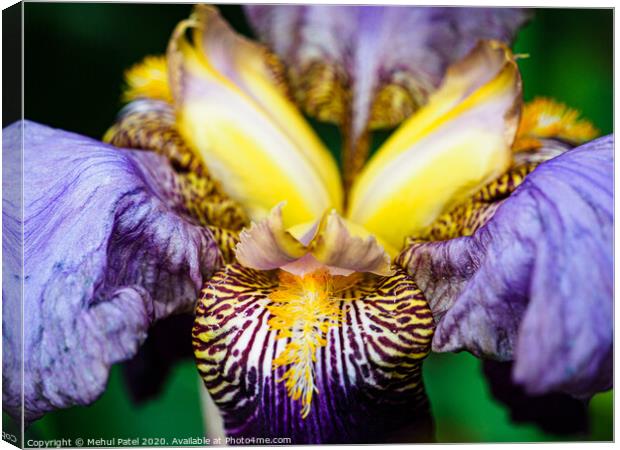 Close up of  bearded Iris 'Alcazar' flower in garden Canvas Print by Mehul Patel