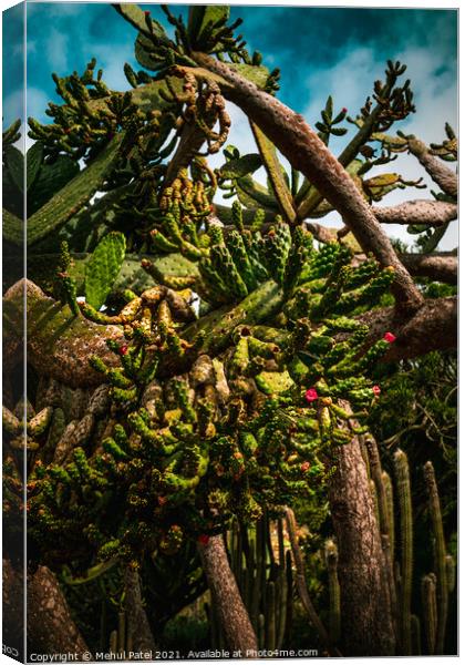 Cactus species Canvas Print by Mehul Patel