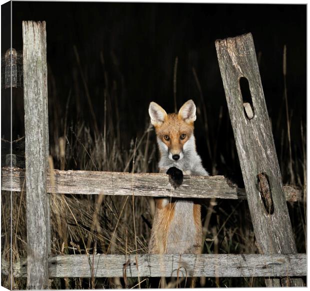 A curious fox Canvas Print by Steve Adams