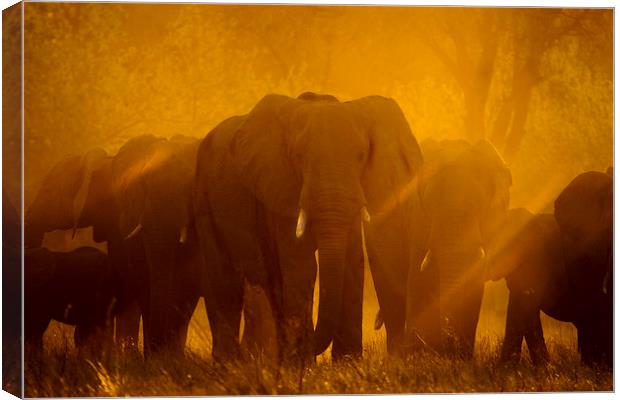 Elephants at sunset Canvas Print by Steve Adams