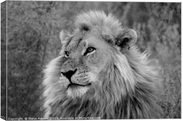 The King of Africa Canvas Print by Steve Adams