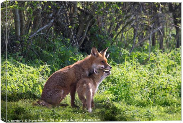 Vixen and cub Canvas Print by Steve Adams