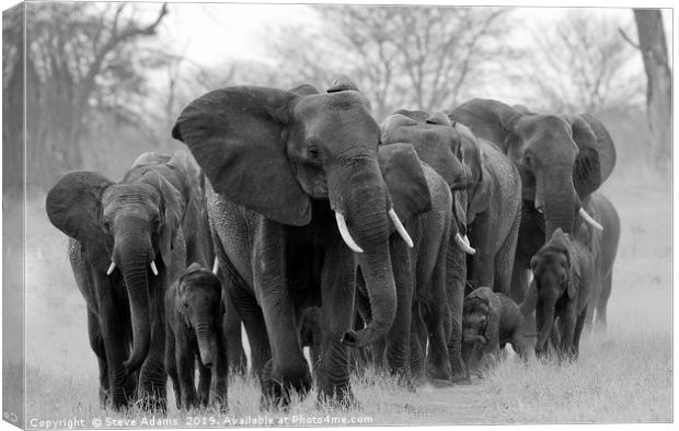 Elephant family led by matriarch Canvas Print by Steve Adams