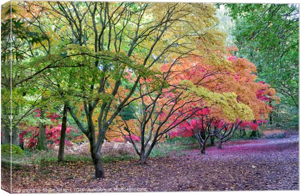 Autumn Colours Canvas Print by Steve Adams