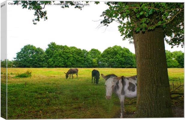 Donkeys at Swanwick Canvas Print by Hayley Jewell