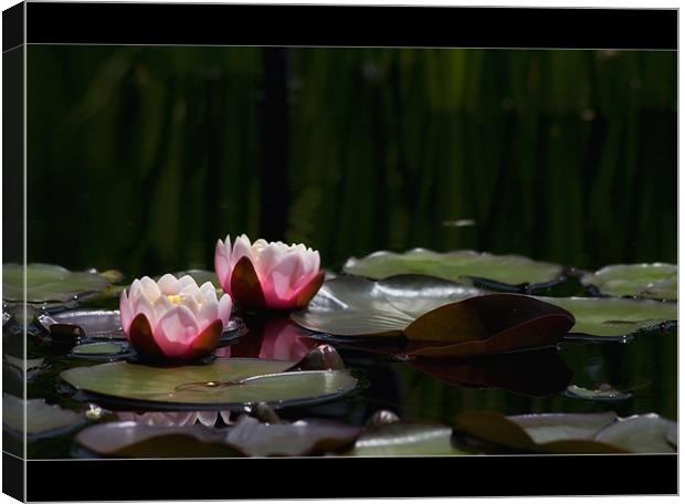 Water lily Canvas Print by Klara Memisevic