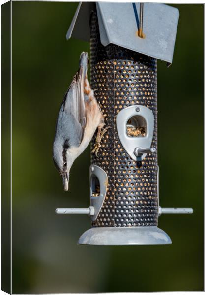 small birds eating from a bird feeder Canvas Print by Jonas Rönnbro
