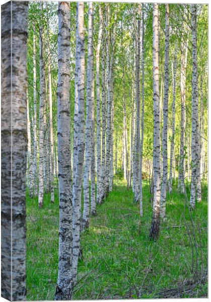 white tree trunks of birchs in Kumla Sweden Canvas Print by Jonas Rönnbro