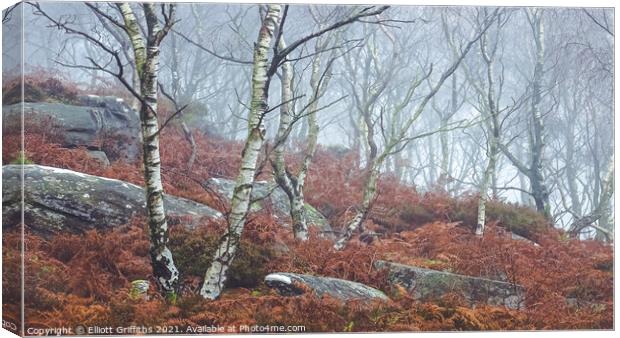 Silver Birch in Fog Canvas Print by Elliott Griffiths