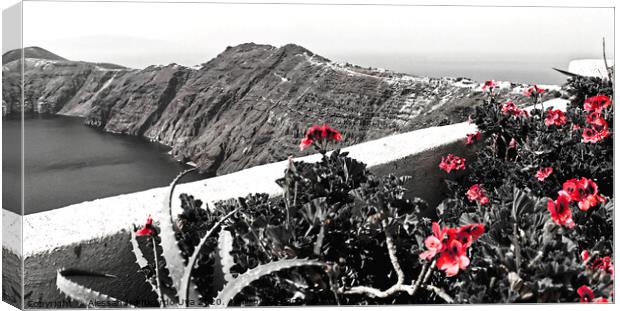 red flowers at Santorini Canvas Print by Alessandro Ricardo Uva