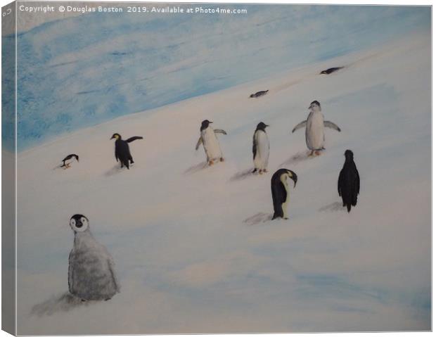Penguins Canvas Print by Steve Boston