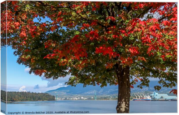 Maple tree, Vancouver BC Canvas Print by Brenda Belcher