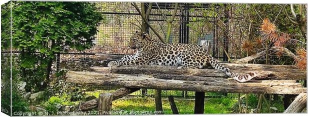A leopard Canvas Print by M. J. Photography