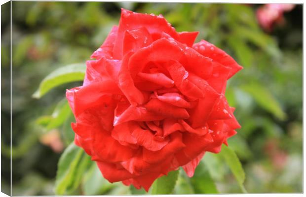 Beautiful red rose in the park Canvas Print by M. J. Photography