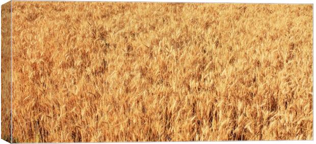 Ripe wheat kernels ready for harvesting Canvas Print by M. J. Photography